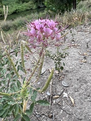 Polanisia dodecandra riograndensis