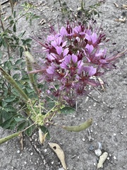 Polanisia dodecandra riograndensis