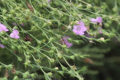 Agalinis heterophylla