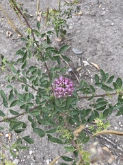 Polanisia dodecandra riograndensis