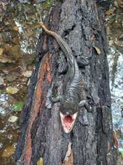 Ctenosaura pectinata