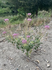 Polanisia dodecandra riograndensis