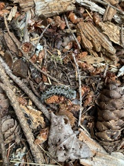 Lophocampa roseata
