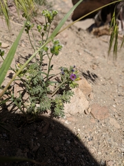 Phacelia bicolor