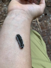 Lophocampa roseata
