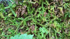 Selaginella helvetica