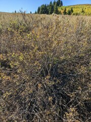 Symphoricarpos rotundifolius