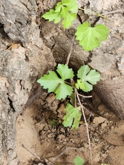 Cissus trifoliata