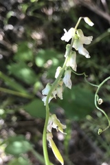 Vicia pulchella