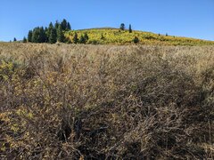 Symphoricarpos rotundifolius