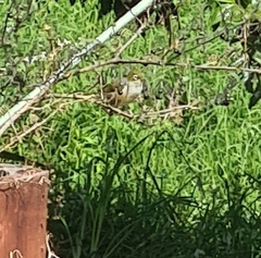 Zosterops lateralis lateralis