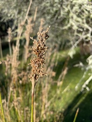 Juncus pallidus