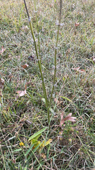Verbena brasiliensis