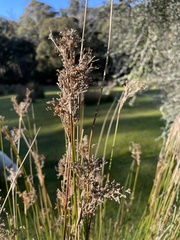 Juncus pallidus