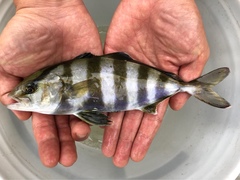 Seriola zonata