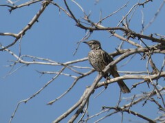 Oreoscoptes montanus