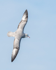 Procellariidae
