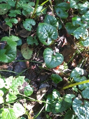Asarum caudatum