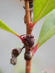 Ropalidia revolutionalis