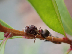 Ropalidia revolutionalis