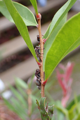 Ropalidia revolutionalis