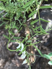 Vicia pulchella