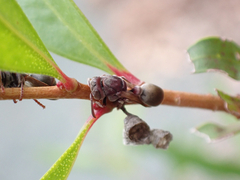 Ropalidia revolutionalis