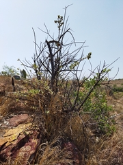 Brachylaena rotundata