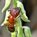 Camponotus floridanus - Photo (c) Bob Peterson, algunos derechos reservados (CC BY-SA)