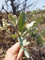 Brachylaena rotundata