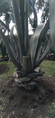 Agave mapisaga