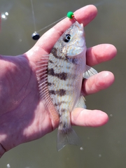 Orthopristis chrysoptera