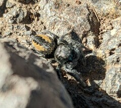 Phidippus ardens