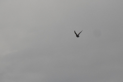 Sturnus vulgaris