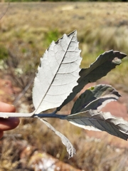 Brachylaena rotundata