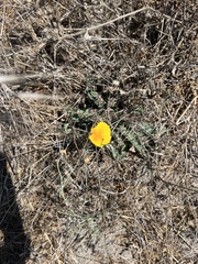 Eschscholzia californica