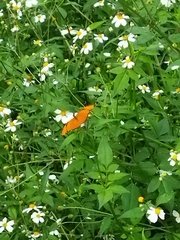 Dryas iulia moderata