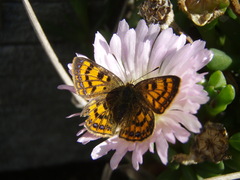 Lycaena