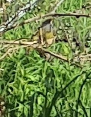 Zosterops lateralis lateralis