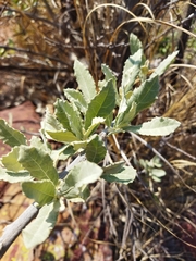 Brachylaena rotundata