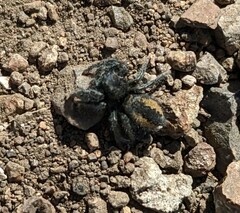 Phidippus ardens
