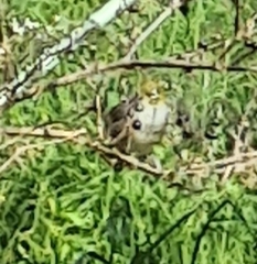 Zosterops lateralis lateralis