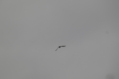 Sturnus vulgaris