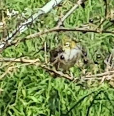 Zosterops lateralis lateralis