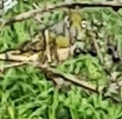 Zosterops lateralis lateralis