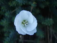Linum monogynum