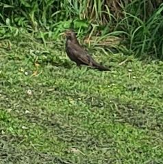 Turdus merula merula