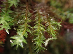 Bartramiopsis lescurii