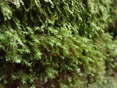 Bartramiopsis lescurii