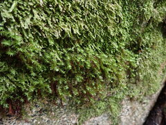 Bartramiopsis lescurii